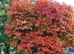 Dąb błotny ISABEL Quercus palustris C10/Pa100(120)cm