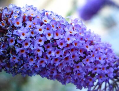 Budleja REVE DE PAPILLON BLUE 'Minpap 3' Buddleja davidii 