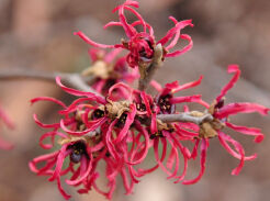 Oczar RUBY GLOW Hamamelis intermedia C5/50-60cm *23K