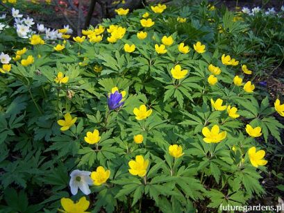 Zawilec żółty Anemone ranunculoides /P9 *K25