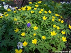 Zawilec żółty Anemone ranunculoides /P9 *K25