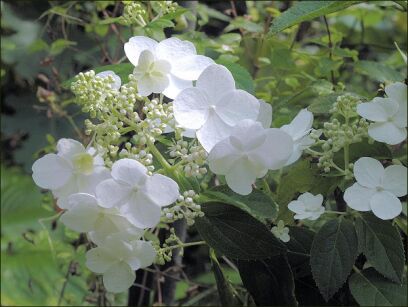 Hortensja bukietowa PEE WEE Hydrangea paniculata