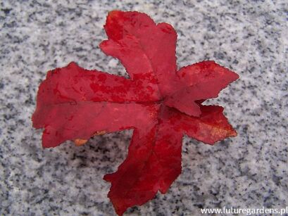 Ambrowiec karłowy GUM BALL Liquidambar styraciflua -krzew misa C4/40cm *K14