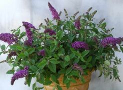 Budleja karłowa BLOOMTASTIC DREAMING LAVENDER 'Hinebud1'  Buddleja   