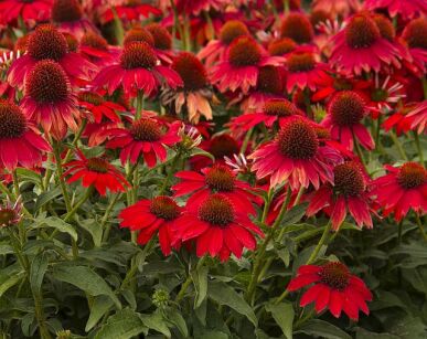 Jeżówka Sombrero SALSA RED Echinacea /C2,5