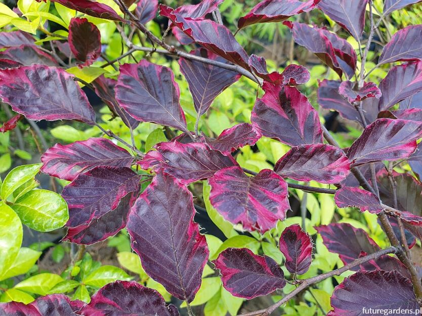 Buk pospolity TRICOLOR Fagus sylvatica C5/80-100cm *K6