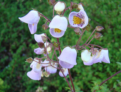 Jovellana punctata /C2