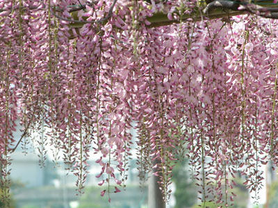 Wisteria floribunda ROSEA, Pink Ice Glicynia kwiecista C7,5/1,4m *K14