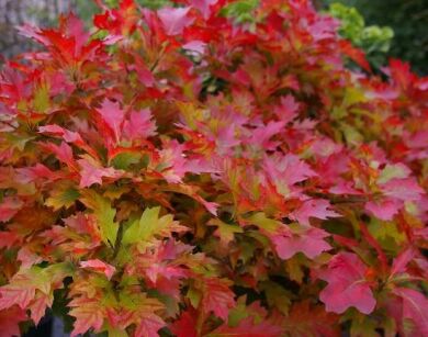 Dąb błotny GREEN DWARF Quercus palustris - misa C5/80cm *K14