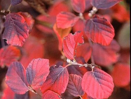 Fotergilla karłowa HAROLD EPSTEIN Fothergilla gardenii C2/10-20cm *K20