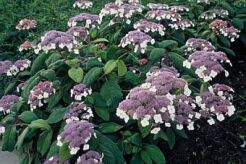 Hortensja kosmata MACROPHYLLA Hydrangea aspera /C3 *T55