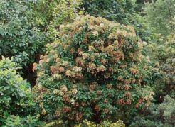 Hortensja miękkowłosa JERMYN'S LACE Hydrangea heteromalla /C3