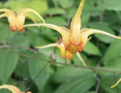 Epimedium AMBER QUEEN /C1