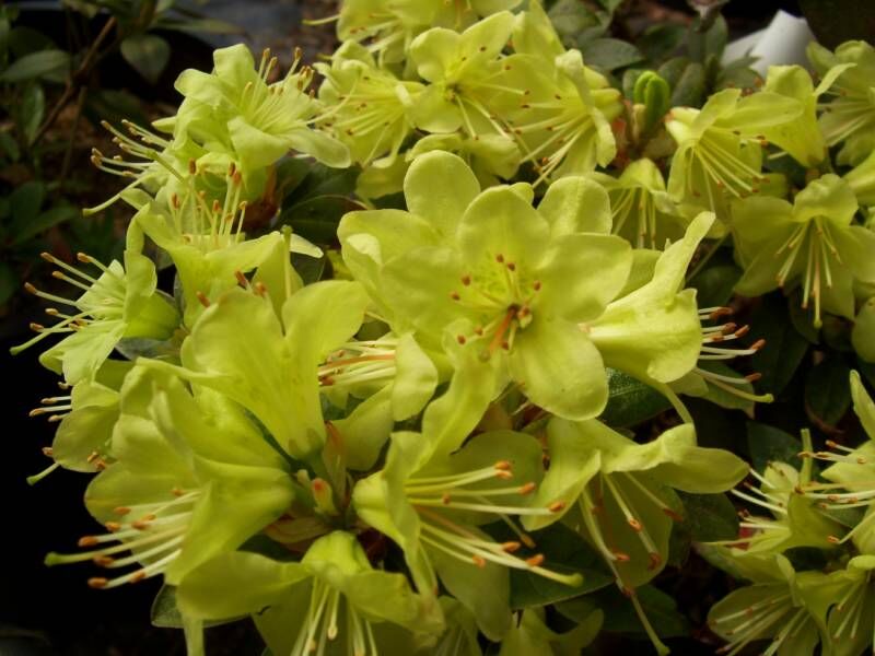 Różanecznik karłowy PATTY BEE  Rhododendron Azalia C4/10-20cm