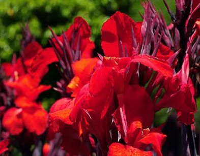 Kanna BRILLANT Paciorecznik Canna indica /C3 