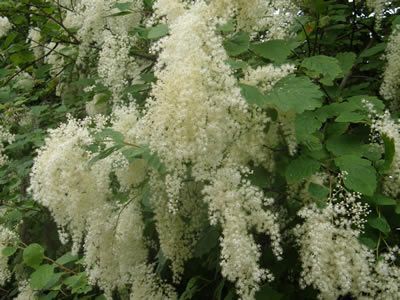 Pełnokrężnik wielobarwny Holodiscus discolor var.arifolius C3/40-50cm *K12