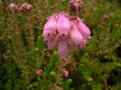 Wrzosiec bagienny Erica tetralix /P10 *K17