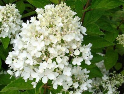 Hortensja wiechowata WHITE MOTH  Hydrangea paniculata 