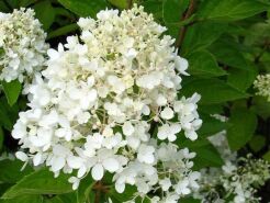 Hortensja wiechowata WHITE MOTH  Hydrangea paniculata 