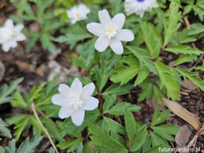 Zawilec gajowy ALBA PLENA Anemone nemorosa /P9 *K25