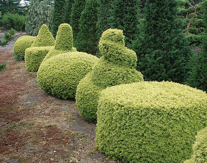 Cis pospolity SUMMERGOLD Taxus baccata C5/40-50cm *P26