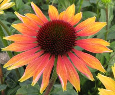 Jeżówka EVENING GLOW Echinacea /P11