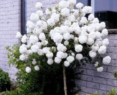 Kalina japońska 'Newzam' NEWPORT® na PNIU Viburnum plicatum C5/Pa 100cm