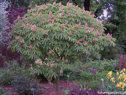 Kasztanowiec krwisty ROSEA NANA Aesculus pavia C5/Pa140(160)cm *K6