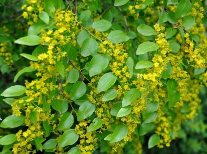 Paliurus spina-christi Dwukolczak śródziemnomorski C2/80-100cm *K14
