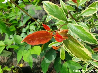 Cleyera japonica TOKYO SUNRISE C3/40-60cm *K14w8