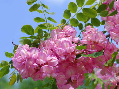 Robinia viscosa Robinia lepka C3/1,2-1,5m *K15