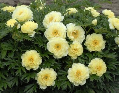 Piwonia ITOH 'BARTZELLA' z serii Intersectional Paeonia ITOH /C4 *K14