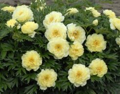 Piwonia ITOH 'BARTZELLA' z serii Intersectional Paeonia ITOH /C4 *K14