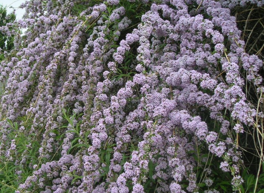 Karłowa Budleja skrętolistna UNIQUE Buddleja alternifolia /C2-C3 *T19