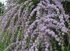 Karłowa Budleja skrętolistna UNIQUE Buddleja alternifolia /C3 *T51