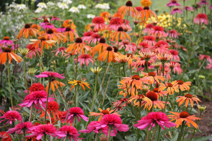 Jeżówka SUMMER SUN Echinacea 