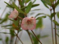 Eucryphia lucida PINK CLOUD C2/40-60cm *T63