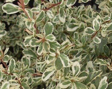 Ognik pstry MOHAVE SILVER Pyracantha coccinea P15/50cm