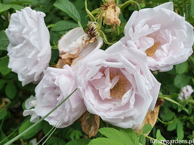 Róża pomarszczona SNOW PAVEMENT® 'Hansnovem' Rosa rugosa /C3