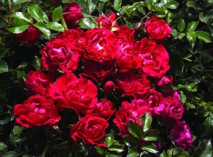 Róża czerwona okrywowa FAIRY DANCE Harward /C2