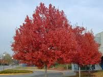 Klon czerwony Acer rubrum C7,5/1,4-1,8m *K6