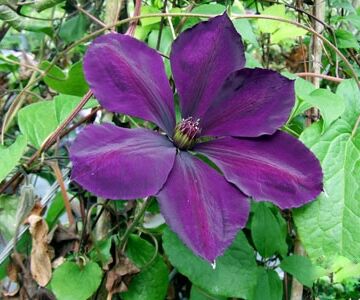 Clematis GIPSY QUEEN Powojnik wielkokwiatowy /C2