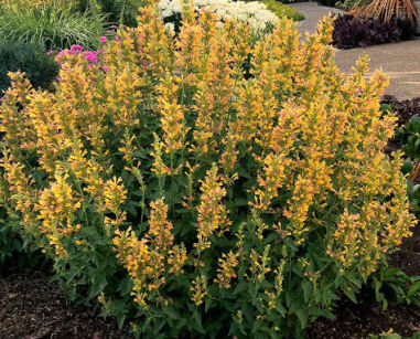 Kłosowiec KUDOS YELLOW Agastache /C2 *K8