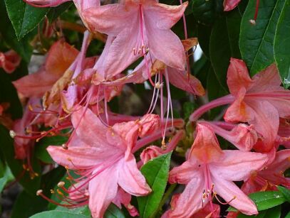 Rhododendron prunifolium Azalia śliwolistna C5/60-80cm *K14