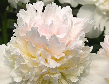 Piwonia TOP BRASS Peonia lactiflora /C3 *K16