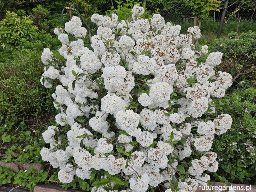 Kalina ESKIMO Viburnum C6/40-50cm *T75