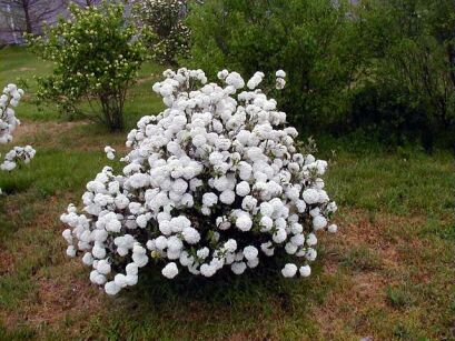 Kalina ESKIMO Viburnum C9/30-40cm *K8