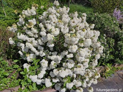 Kalina ESKIMO Viburnum C6/40-50cm *T75