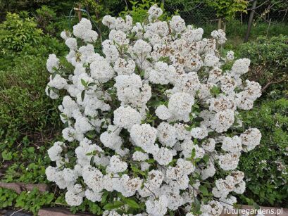 Kalina ESKIMO Viburnum C6/40-50cm *T75
