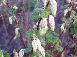 Porzeczka krwista WHITE ICICLE Ribes sanguineum /C2 *23K